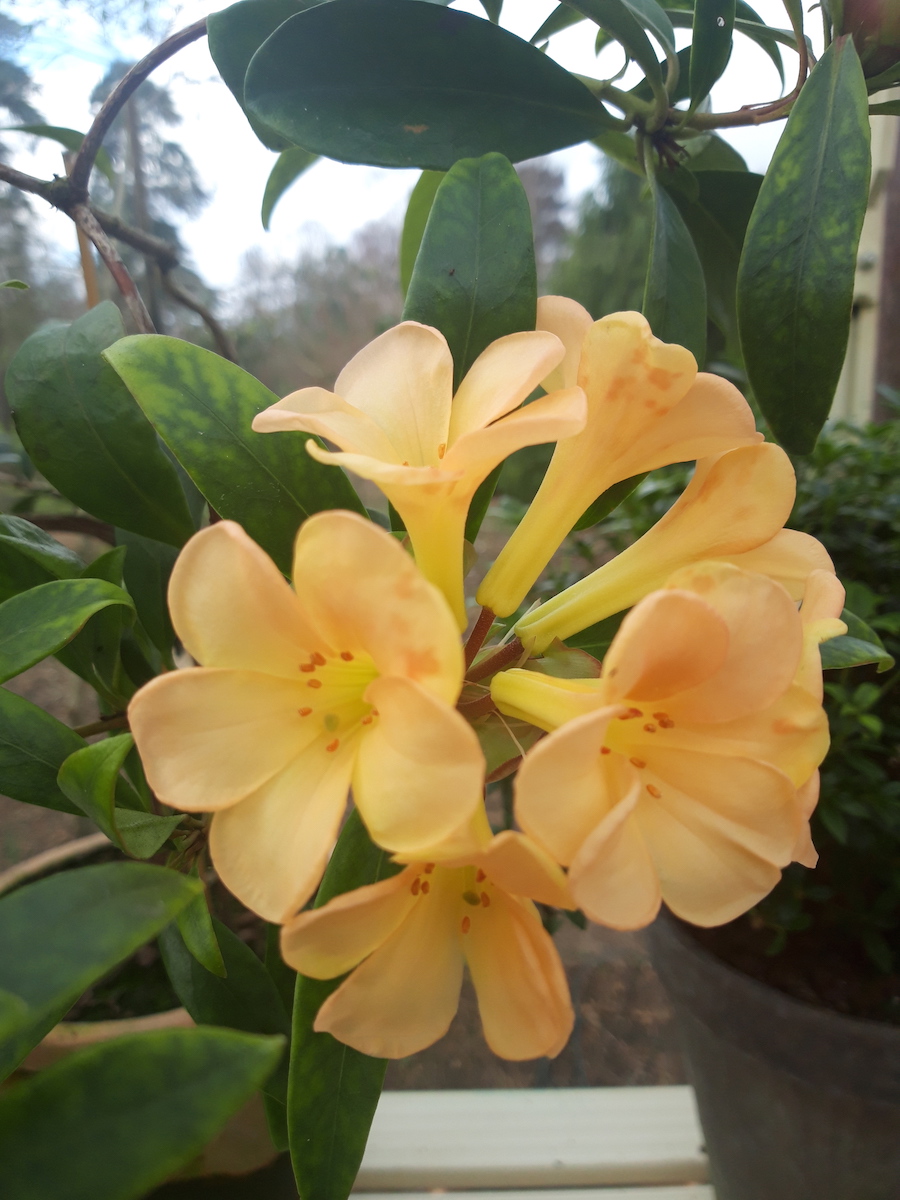 laetum Vireya